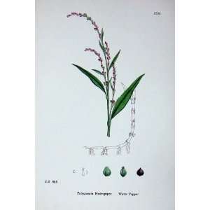  Sowerby Plants C1902 Water Pepper Polygonum Hydropiper 