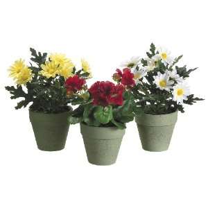  Set of 6   10 Assorted Daisy/Geranium in Paper Mache Pot 