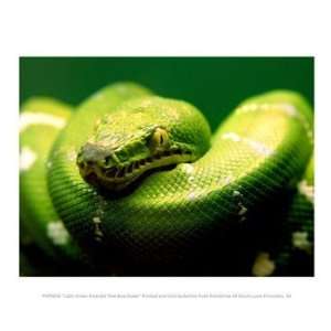  Light Green Emerald Tree Boa Snake 10.00 x 8.00 Poster 