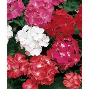  Geranium, Border Mix 1 Pkt. (50 seeds) Patio, Lawn 