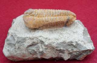 GRADE A QUALITY CALYMENELLA FOSSIL TRILOBITE. MOROCCO ALL NATURAL 