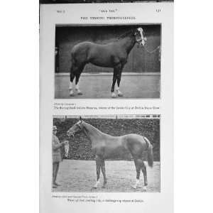   1921 Stallion Macanna Dublin Horse Show Thoroughbred