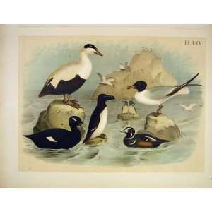   Eider Duck Auk Harlequin Jasper Birds Of America 1878