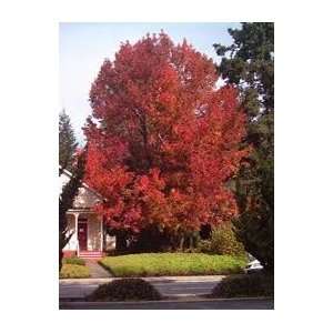  1 Sweet Gum 2 3 bareroot tree Patio, Lawn & Garden