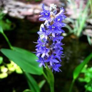  Pickerel Rush   Bog Plant Patio, Lawn & Garden