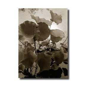  Lotus In Sepia Giclee Print