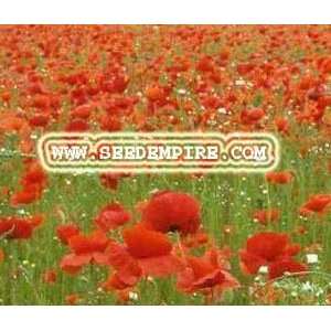   POPPY Papaver Rhoeas     25,000 Flower Seeds Patio, Lawn & Garden