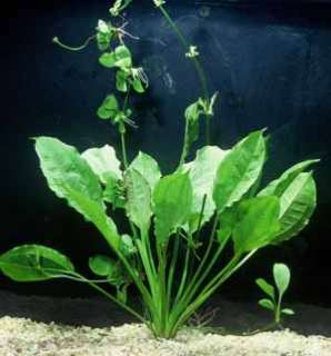  SWORD, EASY, live aquarium plant  