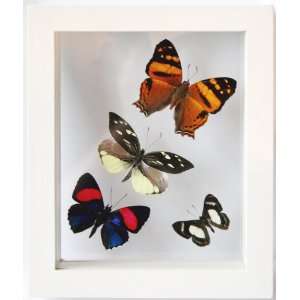  Four Framed Butterflies Mounted in White Display 