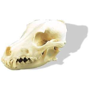 Dog Skull (Canis Domesticus)  Industrial & Scientific
