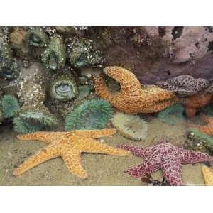 Green Anemones and Sea Stars, Cape Kiwanda State Park, Oregon, USA 