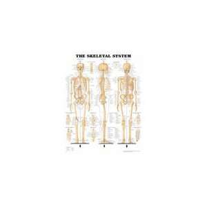  Skeletal System Chart: Health & Personal Care