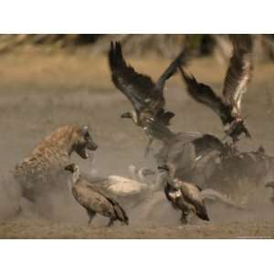  Spotted Hyena and White Backed Vultures Duel over a Carcass 