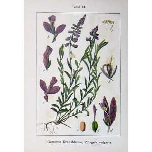   Flowers Sturms 1902 Polygala Vulgaris Impatiens Plants: Home & Kitchen