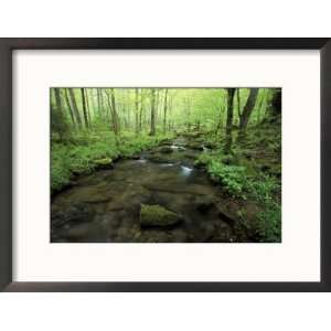  Small Stream in Dense Forest of Great Smoky Mountains 