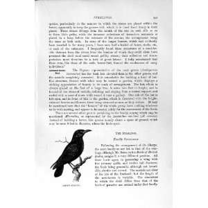    NATURAL HISTORY 1894 95 COMMON STARLING BIRD PRINT