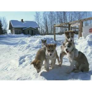  Group of Purebred Siberian Husky Pups at 8 Weeks at Vihari Kennels 
