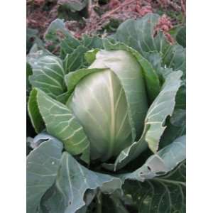  Cuor di Bue Grosso Cabbage Patio, Lawn & Garden