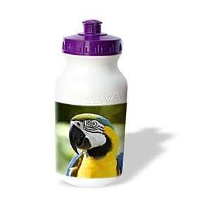  Birds   Parrot   Water Bottles