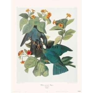  White Crowned Pigeon By John James Audubon Highest Quality 