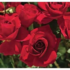  Frankly Scarlet (Rosa Floribunda)   Bare Root Rose Patio 