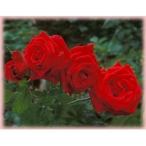 Veterans Honor (Rosa Hybrid Tea)   Bare Root Rose: Patio 