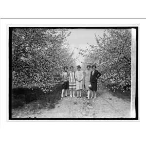   Print (L) Apple Blossoms at Winchester, Va., [5/3/26]