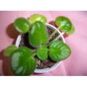  Pink white Sheer Romance African Violet Plant: Everything 