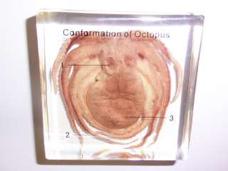 Labelled Octopus Specimen   Common Octopus (Clear Lucite   3 labels 