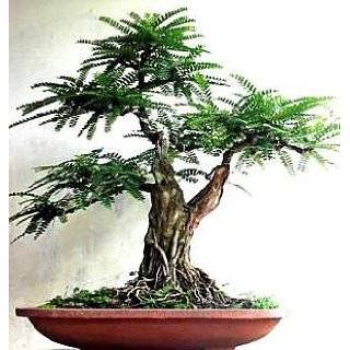   Tree 10 Seeds/Seed  Bonsai  Tamarindus indica: Explore similar items