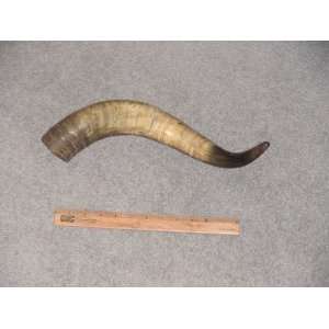  Long Horn, Steer Horn (Rare) 