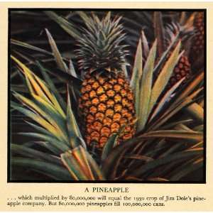 1930 Print Jim Doles Lanai Hawaiian Pineapple Growing 