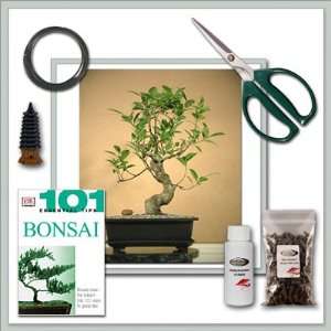   Joebonsai Ficus Bonsai Tree l Do it yourself kit Patio, Lawn & Garden