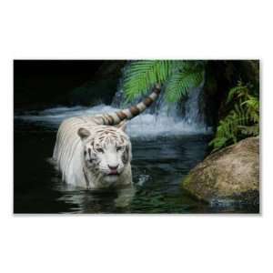  white tiger beautiful wide Poster
