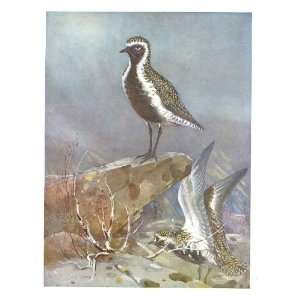 Colored Drawing Birds Golden Plovers Seaby