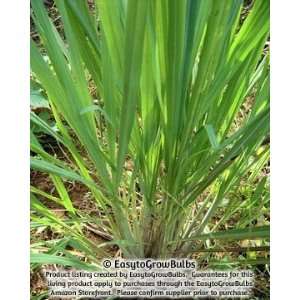   Grass   1 well rooted potted plant   5.5 Pot: Patio, Lawn & Garden