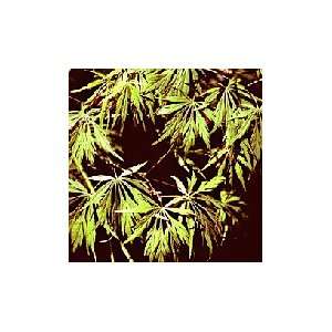  Japanese Green Laceleaf Maple Tree Patio, Lawn & Garden