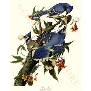  Bird Prints Blue Jay