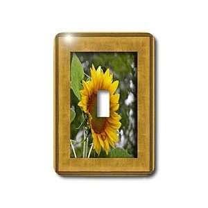     Sunflower in a Frame   Light Switch Covers   single toggle switch