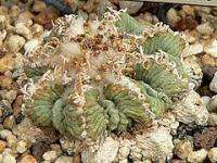 Aztekium Ritteri Sacred Mexican Aztec Cactus 15 Seed PK  