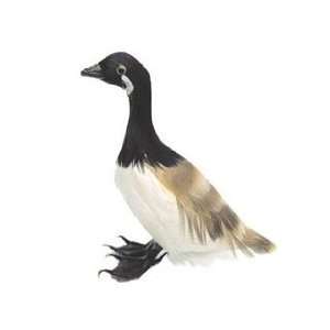   Bird Canada Goose 3 1/2 Feather, Black/White/Tan