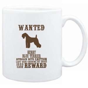   Kerry Blue Terrier   $1000 Cash Reward  Dogs: Sports & Outdoors