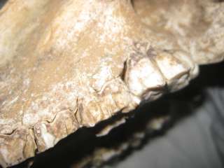   Taxidermy Bone Skeleton Skull of Wild Pig Boar Warthog Unknown  