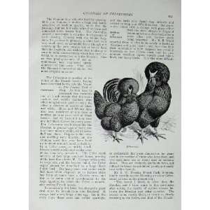  1902 Poultry Crevecoeurs Birds Lewis Wright Print: Home 