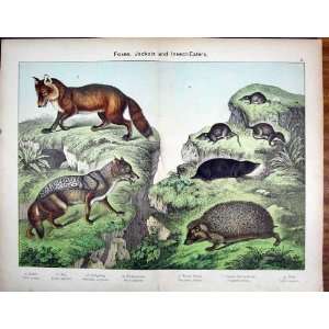  Fox Jackal Hedgehog Mole Schubert 1889 Antique Print