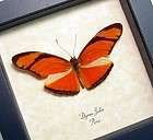 The Julia Butterfly Real Framed Orange Butterfly Display 285