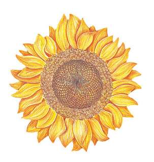 25 Large 4 Inch SunFlowers Yellow Sun Flowers Decal Wallies Wall 
