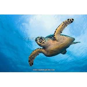  Hawksbill Sea Turtle Framed Prints