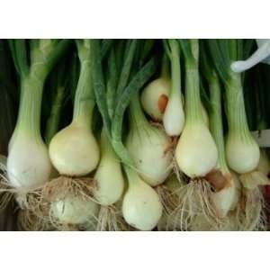    Evergreen Hardy White Onion Seed Packs Patio, Lawn & Garden