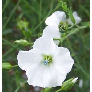  White Flax Seed Pack Patio, Lawn & Garden